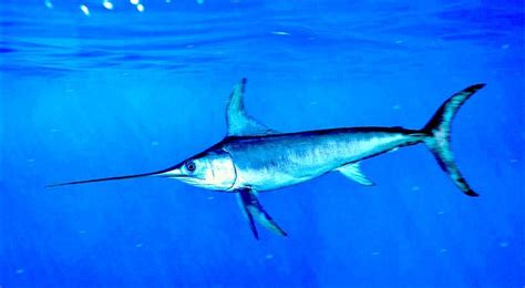 Swordfish (Xiphias gladius) .